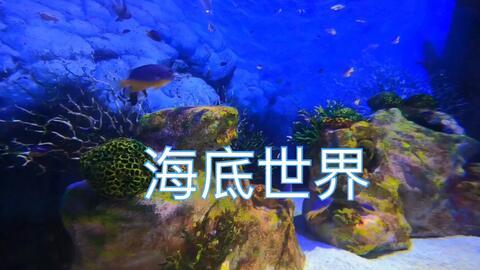 谁爆料热带鱼了视频,热带鱼视频引发热议，真相究竟如何？  第2张