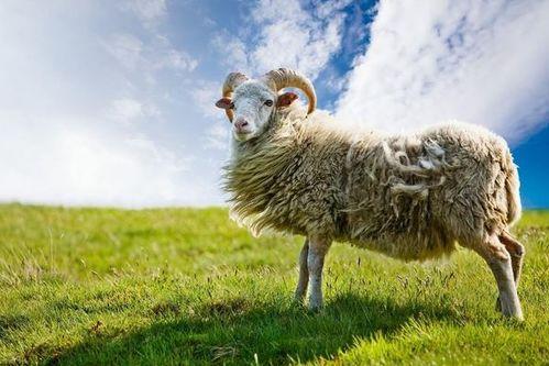 羊了个羊最新娱乐爆料,网友热议不断！  第2张